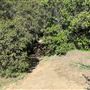 Griffith Park Redwoods - Cedar Grove