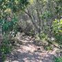 Griffith Park Redwoods - Cedar Grove