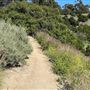 Griffith Park Redwoods - Cedar Grove