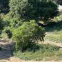 Griffith Park Redwoods - Cedar Grove