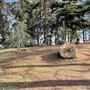 Griffith Park Redwoods - Cedar Grove