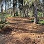 Griffith Park Redwoods - Cedar Grove