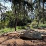 Griffith Park Redwoods - Cedar Grove