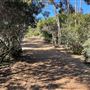 Griffith Park Redwoods - Cedar Grove