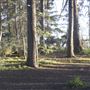 Griffith Park Redwoods - Cedar Grove