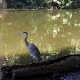 Los Angeles County Arboretum