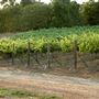 Mt. Vernon Winery