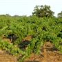 Mt. Vernon Winery