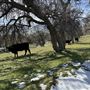 Bufford Ranch, managed by Golden Ranch Estates