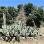 Peter Strauss Ranch - National Park Service (NPS)