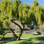 Julliard Park
