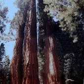 Giant Sequoia National Monument