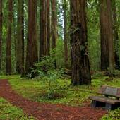 Hendy Woods State Park (SP)