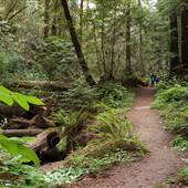 Butano State Park (SP)