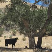 Rancho Lucia