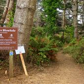 Little River Blowhole Trail