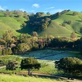Alhambra Creek Ranch, Alhambra Christmas Tree Farm