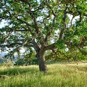 Hollister Hills State Vehicular Recreation Area (SVRA)