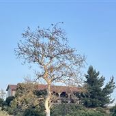 The Woolsey