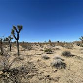 Joshua Tree Barren Landscape