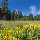 Calaveras Big Trees State Park (SP)