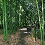 Bamboo Giant Nursery