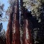 Giant Sequoia National Monument