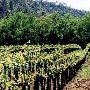 Stevenot Winery