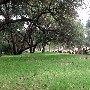 Topanga State Park (SP)