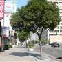 Wilshire Blvd. & Commonwealth Ave.