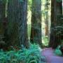 Prairie Creek Redwoods State Park (SP) within the Redwood National and State Parks