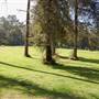 Griffith Park Redwoods - Cedar Grove