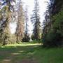 Griffith Park Redwoods - Cedar Grove