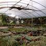 California Nursery Specialties - Cactus Ranch