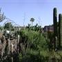 California Nursery Specialties - Cactus Ranch