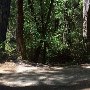 Big Basin Redwoods State Park (SP)