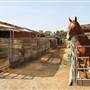 Equestrian Center & Red Horse Barn @ Huntington Beach Central Park