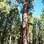 Yosemite National Park