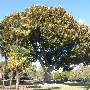 Beverly Gardens Park