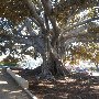 Beverly Gardens Park