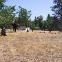 Siderman Family Camp and Conference Center /  Camp Gan Israel West / fka Putney Ranch
