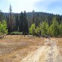 Aspens Near Highway 267 US Forest Service