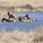Tule Elk State Natural Reserve (SNR)