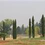 Anselmo Vineyard