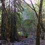Bothe-Napa Valley State Park (SP)