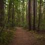 Butano State Park (SP)