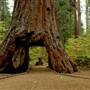 Calaveras Big Trees State Park (SP)