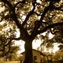 William B. Ide Adobe State Historic Park (SHP)