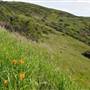 San Bruno Mountain State Park (SP)