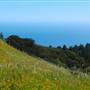 Mount Tamalpais State Park (SP)